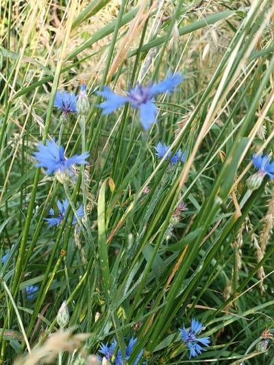 This media file is a close-up, eye-level shot of a field of blue cornflowers, also known as bachelor's buttons, interspersed with tall green grass and dried stalks of grain. The subjects are the wildflowers and the surrounding vegetation. The scene is a natural outdoor setting, likely a meadow or field, with a focus on the intricate details of the flowers and grasses.
The cornflowers, with their distinctive spiky blue petals, are the primary focus, with several in sharp focus and others softly blurred in the background. Some of the flowers are fully open, while others are still in bud, showing a range of development. The grasses are a mix of vibrant green stems and dried, straw-colored stalks and seed heads, suggesting a late summer or early autumn setting. The overall impression is one of natural beauty and abundance.
There are no people or animals visible in the frame. The activity, if any, is the natural growth and blooming of the plants. The time of day appears to be daytime, with soft, natural light illuminating the scene. The weather seems to be calm, as there are no signs of wind disturbing the plants. The location is identified as Gartz (Oder), Germany, which is consistent with the presence of cornflowers in agricultural or wild fields in that region.
Notable details include the texture of the flower petals and the roughness of the grass stems, as well as the subtle variations in color and light. The depth of field creates a soft, painterly effect, emphasizing the delicate beauty of the wildflowers. There is no visible text in the image. The overall mood is peaceful and serene, evoking a sense of nature's quiet persistence and beauty.