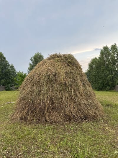 An outdoor shot captures a large, conical haystack situated in a grassy field. The haystack is a substantial structure, appearing to be made of dried grass or hay, with loose strands extending outwards. The field around the haystack is covered in green grass, with some dry stalks interspersed. In the background, there are several trees with green foliage, and a wooden fence can be seen to the left. The sky above is overcast with light gray clouds, with hints of lighter clouds towards the horizon. The overall scene suggests a rural or agricultural setting, possibly in the city of Krasnyy Klyuch, Russia. There are no people or animals visible in the image, and no specific actions are taking place. The lighting is diffused, consistent with an overcast sky.