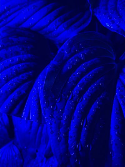 The image displays a close-up, abstract view of large, dark blue leaves with visible water droplets. The lighting is dramatic, casting deep shadows and highlighting the textures of the leaves and the water. The overall impression is one of depth and saturation. The location is specified as Chermen, Russia. There are no people, actions, or interactions depicted in the image; it is a still life focused entirely on the botanical subject matter.