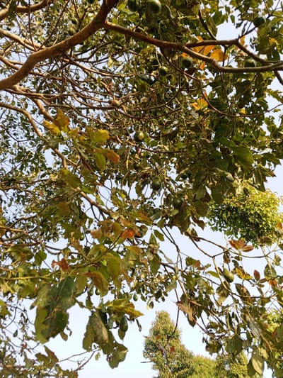 The image shows an avocado tree with ripening fruit. The view is from below, looking up through the branches and leaves. The sky is a pale blue, and there is some sunlight filtering through the foliage. The tree is laden with green avocados of various sizes. Some of the leaves are beginning to turn yellow and brown, suggesting the season is changing. In the background, other trees and greenery are visible, indicating a natural or semi-natural environment. The scene appears to be outdoors, possibly in a garden or orchard, in Bellanneoya, Sri Lanka, given the context.