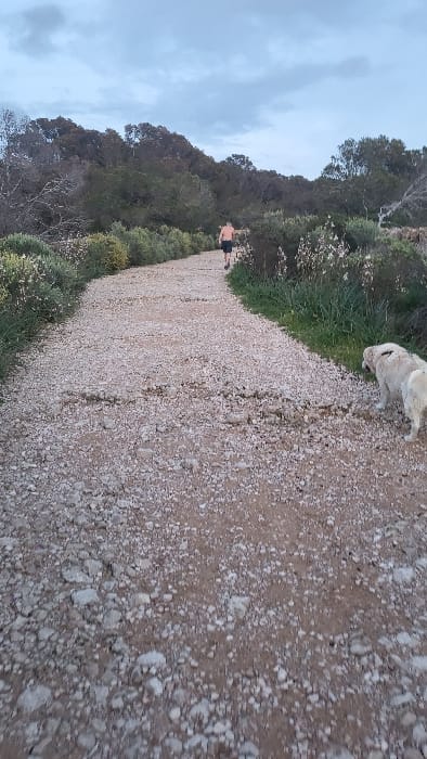 The scene is set on a gravel and dirt path in Santa Ponça, Spain, under an overcast sky. The path, composed of light-colored gravel mixed with reddish-brown earth, shows horizontal ridges and extends into the mid-ground where it curves slightly to the left. On the left, dense green shrubs line the path, leading to a backdrop of mature trees. On the right, similar low-lying green and flowering vegetation borders the path, also backed by a line of trees.
In the mid-ground, an adult male, shirtless and wearing dark shorts, walks away from the viewer along the path, his left leg extended in mid-stride. In the lower right foreground, a large, light-colored dog with shaggy fur stands with its head lowered, appearing to sniff the ground or vegetation at the path's edge. The dog's body is angled towards the right. No direct interaction between the male and the dog is visible.