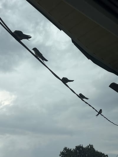 The image shows a silhouette of several birds perched on power lines against a cloudy sky. The birds are small and dark, with their wings slightly spread or tucked in. They are positioned at various points along two parallel lines. Above the power lines, the underside of a roof or overhang is visible, casting a shadow. In the lower part of the frame, a dark green tree is partially visible. The overall mood is subdued, likely due to the overcast weather. The specific location of Большелуг, Russia, is not visually discernible from the image itself.