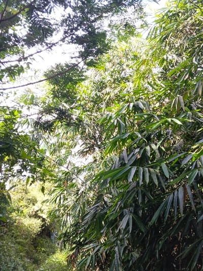 This image depicts a dense natural environment within Mengzi City, China. The scene is dominated by vibrant green foliage, primarily bamboo, with its characteristic long, slender leaves prominent on the right and center of the frame. Denser, darker green tree canopies are visible on the upper left, partially obscuring a bright, overcast sky. Patches of lighter green vegetation are visible in the lower-left background, suggesting a varied landscape or slight elevation change. No human subjects, man-made objects, or specific actions are discernible within the frame.