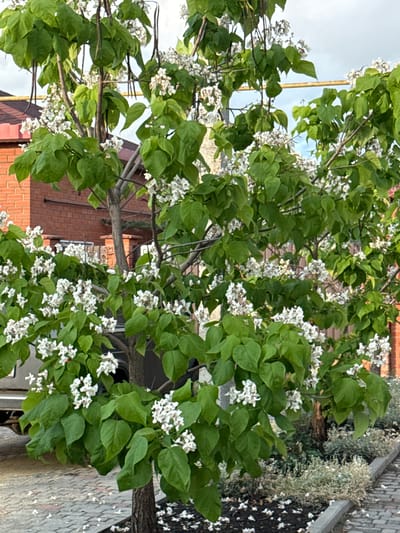 This image depicts a Catalpa tree in bloom, its branches laden with clusters of white flowers and large green leaves. The tree is situated outdoors, likely in a residential or public area. In the background, a portion of a brick building with a red-tiled roof is visible, suggesting an urban or suburban setting. A yellow pipe runs horizontally across the upper portion of the frame, and a sliver of a vehicle can be seen on the left. The ground is paved with cobblestones and scattered with fallen white flower petals. The sky is visible in the upper part of the image, overcast with clouds. The scene is composed in a vertical orientation. This image was taken in Rossosh, Russia.
