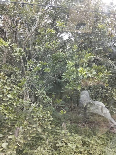 The image shows a dense, green canopy of trees and foliage, with branches and leaves filling the frame. Some of the leaves are light green and appear to be new growth, while others are darker and more mature. There are thin, dark lines, possibly wires, running horizontally across the upper portion of the image, suggesting the presence of electrical or communication infrastructure. The background is obscured by the vegetation, but hints of darker greenery and possibly palm fronds can be seen. In the lower right quadrant of the image, a semi-transparent, ghostly reflection is visible, overlaying the natural scene. This reflection is abstract and does not clearly depict any specific objects or figures. The overall impression is one of lush, untamed nature, possibly within a rural or semi-rural area of Awegeutahpaya, Indonesia, where such overgrowth and overhead lines are common.