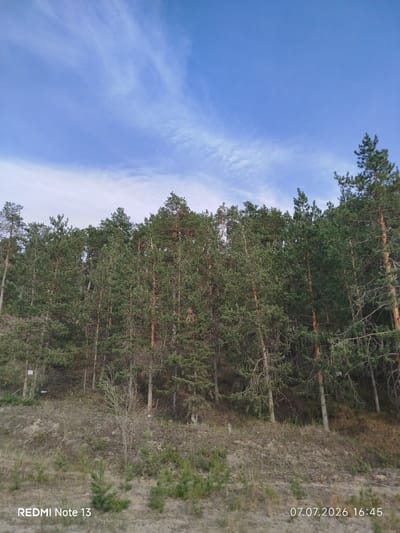 The image depicts a dense coniferous forest with a clear blue sky overhead featuring wispy clouds. The ground in the foreground is a sandy slope with sparse vegetation and a few small pine saplings. The trees are tall and evergreen, forming a thick wall of foliage. The overall scene appears natural and undisturbed. The timestamp at the bottom right corner indicates the photo was taken on July 7, 2026, at 16:45. The text "REDMI Note 13" at the bottom left is a device watermark. The location is identified as Nizhny Bestyakh, Russia.
