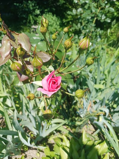 A close-up, eye-level, outdoor, slightly tilted, medium shot captures a single, partially opened pink rose bloom amidst a cluster of rosebuds and foliage. The rose is the focal point, its delicate pink petals tinged with white and fuchsia, radiating outwards from a tight center. The surrounding rosebuds are green, elongated, and pointed, with hints of pink and red at their tips, some still tightly closed, others just beginning to unfurl.
The rose plant's branches are thin and brown, with thorny stems. The leaves are a mix of deep green and reddish-brown hues, with some showing the characteristic serrated edges of rose leaves. The background is a blur of green foliage, suggesting a garden setting. Tall, sword-like leaves, possibly of a different plant, are visible in the upper right and lower right, appearing a dusty blue-green in the bright sunlight.
The lighting suggests a sunny day, with dappled sunlight filtering through the leaves, casting soft shadows. The overall mood is one of natural beauty and the promise of blooming. The scene is set in a garden, with the presence of various plants indicating a natural outdoor environment. There is no visible text in the image. The location context is Trypillia, Ukraine.
