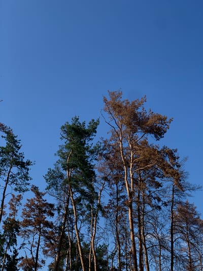 The image captures a view of several tall pine trees against a clear, bright blue sky. Some of the trees have green needles, while others are brown and appear to be dead or dying, with bare branches. The trees are located in an outdoor setting, likely a park or forest area, in the city of Pisochyn, Ukraine. The perspective is from below, looking up at the tree canopies and the sky. There are no people or animals visible in the frame.