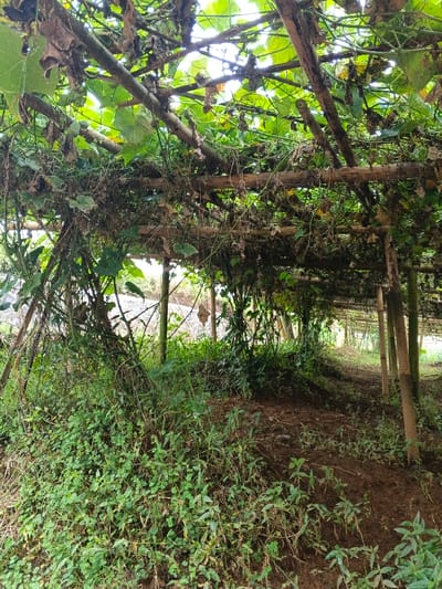 An outdoor agricultural scene in Clacuc, Timor-Leste, depicts a dense, verdant plant canopy supported by a wooden trellis structure. The trellis consists of horizontal and vertical bamboo or timber poles forming an overhead grid. Lush green vines with large leaves, interspersed with some dried brown foliage, completely cover the trellis, creating a shaded area beneath. Multiple slender vertical poles, likely bamboo, support the canopy and recede into the background, where more of the trellis system is visible. The ground directly beneath the canopy is dark brown soil, appearing disturbed in places, with patches of smaller green ground cover plants. Bright sunlight filters through gaps in the dense foliage, illuminating parts of the canopy. No individuals or animals are present in the frame.
