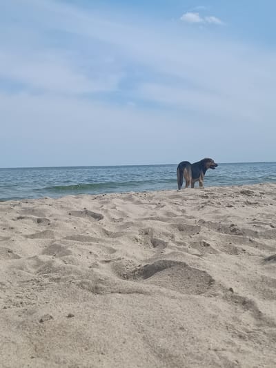 A medium-sized dog, predominantly black and tan, stands facing away from the camera on a sandy beach. Its paws are submerged in the shallow ocean water. The dog's head is turned to its right, and its mouth appears to be slightly open. Behind the dog, the calm, blue ocean stretches towards the horizon, meeting a pale blue sky with scattered white clouds. The foreground is dominated by the textured surface of the sand, showing ripples and indentations. The scene is set on the coast of Zatoka, Ukraine.