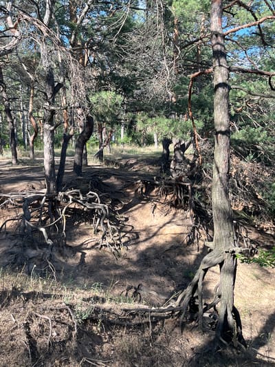 The image depicts a forest floor with exposed tree roots in the city of Shyroke, Ukraine. The foreground is dominated by intricate networks of gnarled, thick roots that twist and intertwine across a sandy, eroded embankment. Several pine trees are visible, with their trunks appearing weathered and their branches reaching into the canopy. The ground is covered in dry leaves, grass, and shadows cast by the trees. The environment suggests a natural setting, possibly a park or woodland area, with a focus on the prominent root systems.