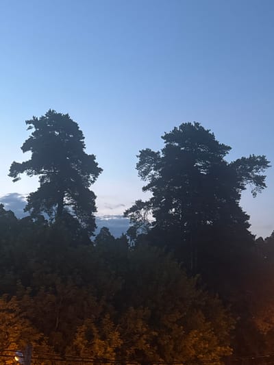 The image shows a twilight scene in Лесные Поляны, Russia, dominated by the silhouettes of large pine trees against a gradient blue sky. The sky transitions from a lighter hue at the horizon, where faint clouds are visible, to a deeper blue overhead. Two prominent pine trees are silhouetted in the mid-ground, their branches spread wide. Below these trees, a dense layer of dark green foliage from other trees and bushes creates a shadowed forest floor. In the foreground, the lower portion of the image shows the tops of more trees and some artificial lighting, with yellow and orange hues suggesting streetlights or illuminated windows. A portion of a wooden pole with a light fixture is visible on the far left. The overall atmosphere is calm and natural, with a hint of urban presence from the artificial light.
