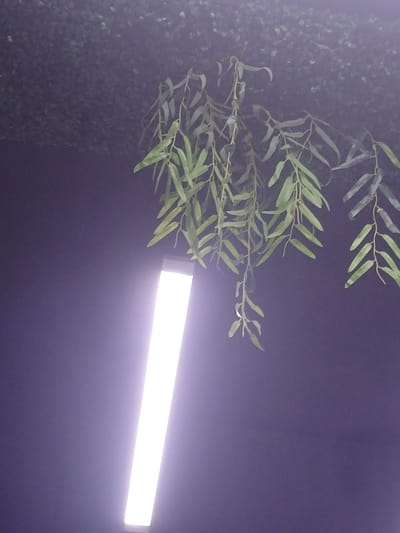 This image depicts a close-up view of hanging green foliage against a dark, slightly hazy background. To the lower left, a bright, rectangular fluorescent light fixture illuminates the scene, casting a strong glow upwards. The foliage appears to be from a tree or vine, with long, narrow leaves hanging down in clusters. The background is a deep, muted color, possibly indicating nighttime or an indoor setting with low ambient light. The overall impression is one of an outdoor, possibly urban environment, given the presence of artificial lighting. The specific location in Shahand, Uzbekistan, is not visually identifiable from the provided image.