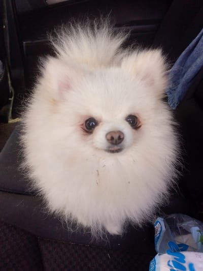 A fluffy white Pomeranian dog is seated on a dark fabric surface, likely the interior of a car. The dog's fur is voluminous and appears somewhat messy, with a few dark specks visible within it. Its face is pointed towards the camera, with dark eyes and a small pink tongue peeking out from its mouth. The background is dark and out of focus, with hints of what might be car seats and a blue fabric item. To the lower right, a portion of a plastic bag with blue and white lettering is visible. The lighting suggests daytime, but no specific time can be determined. The dog's expression appears alert and perhaps a little curious. No people are visible in the image.