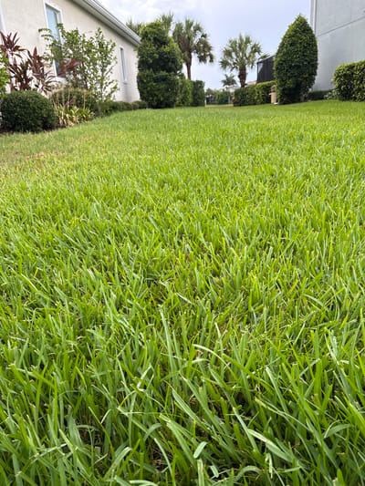 A low-angle, full shot shows a well-maintained, lush green lawn in a residential backyard. The grass is neatly trimmed and appears healthy. In the background, a stucco house with white trim and windows is visible on the left. Adjacent to the house are various green plants and shrubs, including a rounded hedge and taller, darker green bushes. Further back, palm trees and manicured hedges are visible, along with the corner of a screened-in patio area and the side of another house. The sky is overcast. The scene suggests a typical suburban environment in a warm climate, consistent with Bradenton, Florida, United States. There are no people or animals present in the image.