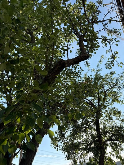 The scene, located in Dagonovo, Bulgaria, presents a low-angle perspective looking upwards through the canopies of two deciduous trees against a clear blue sky with minimal white cloud cover. The prominent tree in the foreground, positioned centrally and to the left, features a thick, dark, and textured trunk with robust branches. Its foliage consists of numerous green leaves, many of which are illuminated by direct sunlight, creating distinct shadows and highlights. Several small, immature, spherical fruits are visible among the leaves, suggesting the tree is a pear tree. Thin, vine-like growths or new shoots extend vertically through the branches.
Suspended within the branches of both trees are multiple small, translucent or clear spherical objects, consistent with decorative string lights. In the upper right quadrant, a partial view of a man-made structure, likely a roofline, is discernible, along with a white, ribbon-like material hanging from a branch. Faint horizontal wires, consistent with power or communication lines, traverse the sky in the lower right portion of the frame. A second, smaller deciduous tree stands to the right and slightly behind the foreground tree, characterized by a more slender trunk and a less dense arrangement of green leaves. No people are visible in the scene.