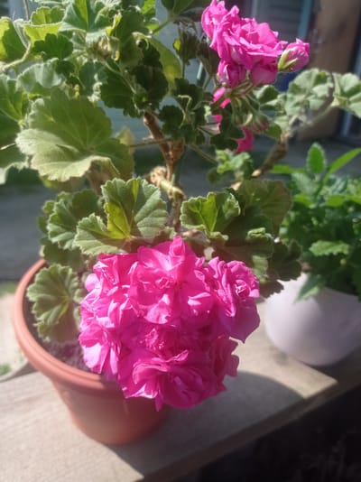 The image shows a close-up of a potted geranium plant with vibrant pink flowers. The plant is in a terracotta-colored pot, which sits on a wooden surface. In the background, out of focus, is another pot containing green foliage, and beyond that, a blurred structure that could be part of a building or fence. The scene is illuminated by natural sunlight, casting shadows and highlighting the textures of the fuzzy leaves and delicate flower petals. The time of day appears to be daytime, likely morning or afternoon, given the angle of the light. The setting seems to be outdoors, possibly a patio, balcony, or garden. There are no people or animals visible. The image conveys a sense of natural beauty and tranquility. The location context provided is Дукорскі сельскі Савет, Belarus. There is no visible text in the image.
