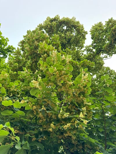 The image shows a close-up view of the dense foliage and flowers of a Linden tree, taken from below, looking upwards towards the sky. The leaves are a vibrant green, and many clusters of small, pale yellow flowers are visible amongst them. The flowers have a delicate, somewhat fluffy appearance. The background is a hazy, overcast sky. The angle of the shot suggests the viewer is standing directly beneath the tree. The scene is devoid of human presence or any discernible man-made structures. The image appears to have been taken in a natural outdoor setting, possibly a park or a street lined with trees, in the city of Cherven, Belarus, given the context provided.