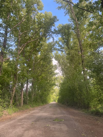 A dirt road stretches through a forest, the trees lining both sides and forming a canopy overhead. Sunlight filters through the leaves. The sky is visible through gaps in the trees, and it's partially blue. The location is likely Verkh-Katunskoye, Russia.