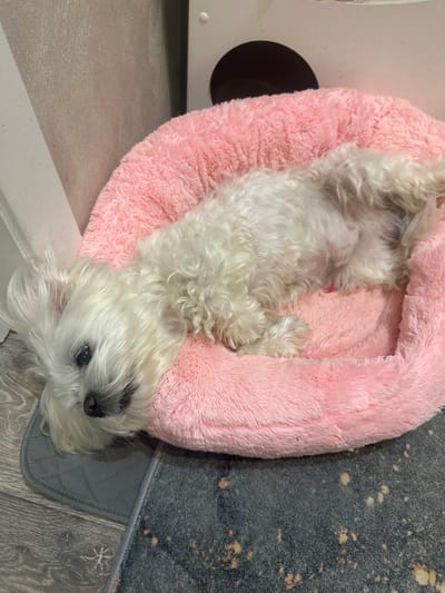 A white, small dog with curly fur lies on its back in a fluffy pink dog bed. The dog's eyes are open and looking towards the camera. The dog bed is placed on a patterned rug, and next to it is a grey mat. In the background, a wall with a light textured finish is visible, as well as a portion of a white structure with a dark circular opening. The scene appears to be indoors, likely in a home. There is no specific information to indicate this is in Kumertau, Russia.