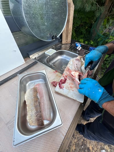 In an outdoor setting, likely near a body of water, a person wearing blue gloves is filleting a fish on a white cutting board. The fish appears to be partially processed, with some parts removed and blood visible on the board. To the left, a metal pan holds two fish fillets, one with skin on. The scene includes a stainless steel sink, a wooden board, and a large galvanized tank, possibly for water storage. Vegetation and trees are visible in the background, suggesting a natural or semi-rural environment. The image quality is good, with clear details of the subjects and their surroundings. No specific landmarks or identifying features that would pinpoint the location in Sitno, Russia, are present in the image.