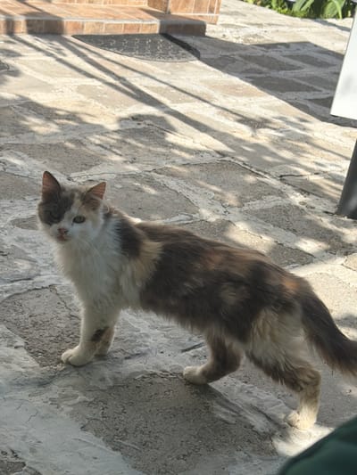 A calico cat with long, unkempt fur stands on a stone-paved surface outdoors. The cat's fur is a mix of white, grey, and tan patches. It has one dark grey ear and one lighter grey ear, and its face is mostly white with a prominent dark grey patch over its left eye. The cat is looking towards the camera with its mouth slightly open. The stone pavement is uneven and shows signs of wear and tear, with some areas appearing lighter and others darker due to shadows cast by unseen objects. In the background, a step with brickwork is visible, along with a dark doormat. Green foliage can be seen to the right of the frame, and a dark vertical object, possibly a table leg, is also present. The lighting suggests it is daytime, with strong shadows indicating sunlight. The location is identified as Rusokastro, Bulgaria.