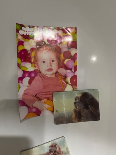 An image shows a child and two dog pictures. The child is in the center of the frame, wearing a pink long-sleeved shirt. They are surrounded by colorful balls, possibly in a ball pit. The child is holding an orange object. To the right of the child's photo is a rectangular picture of a dog with long brown hair, looking to the side. Below this is another rectangular picture of a dog, partially visible, with brown fur and floppy ears, also looking to the side. All these items appear to be attached to a white surface, possibly a refrigerator or a wall. The lighting suggests an indoor setting.
