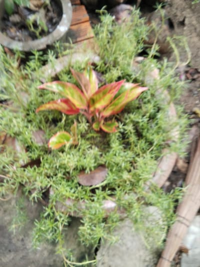 The image shows a close-up, blurry view of a potted plant containing two types of foliage. The central plant has striking leaves with vibrant red and green variegation. Surrounding this central plant is a denser growth of smaller, bright green, needle-like leaves. The pot appears to be made of a rough, weathered material, possibly concrete or terracotta, and is partially visible in the lower half of the frame. The background is out of focus, revealing earthy tones and some wooden elements, suggesting an outdoor setting. The scene likely depicts a garden or a decorative planting in an urban environment like Phú Sơn, Vietnam, given the provided context. There are no people or animals visible in the image.