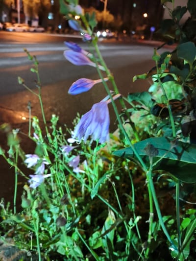This is a close-up, low-light photograph of purple bell-shaped flowers with green stems and leaves. The flowers appear to be blooming. In the blurred background, there are streetlights and the outlines of buildings, suggesting an urban environment. The ground appears wet, possibly from rain. The image is likely taken at night. The exact location in Jiguan District, China cannot be determined from the image alone.
