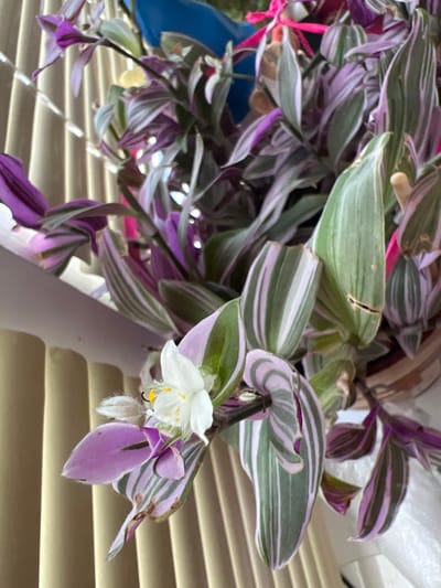 The image is a close-up, eye-level, indoor shot of a variegated plant with green, white, and purple leaves. The plant is in a pot and positioned in front of a beige, vertical blind. A small white flower with yellow stamens is in bloom on one of the plant's stems. The lighting suggests it's daytime, possibly near a window. There is no visible indication of the city of Asipovichy, Belarus, or any specific geographical context within the image itself.