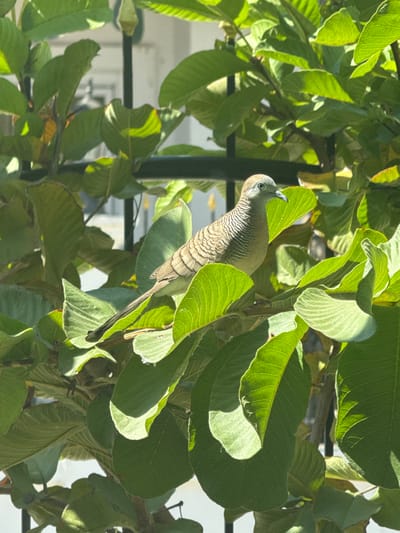 A zebra dove perches amidst vibrant green foliage. Its head, with a distinctive eye, peeks out near the top left, while its striped breast and neck are prominently displayed. A slender tail extends down to the lower center of the frame. The leaves are dense and partially obscure the bird, creating a natural camouflage effect. Light filters through the leaves, highlighting their textures and adding depth to the scene.