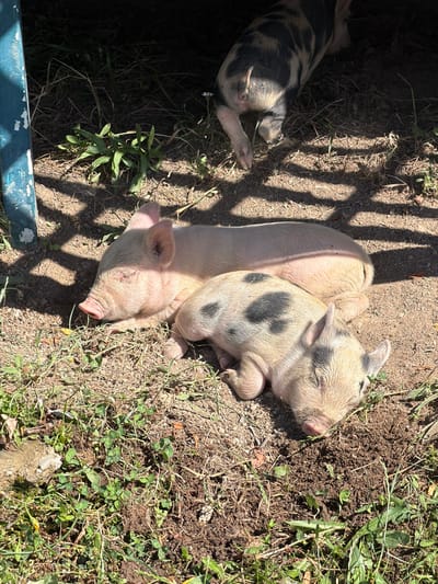 Three piglets are napping in the dirt on a sunny day. The piglets are light pink with patches of black. Two of the piglets are snuggled together, with one lying on top of the other. The third piglet is lying on its side, facing away from the other two. The ground is covered in dirt and dry grass, with a few green weeds growing. Sunlight casts a shadow of a fence onto the ground. A blue railing is visible in the lower left corner of the image. The scene appears to be an outdoor enclosure for the pigs.