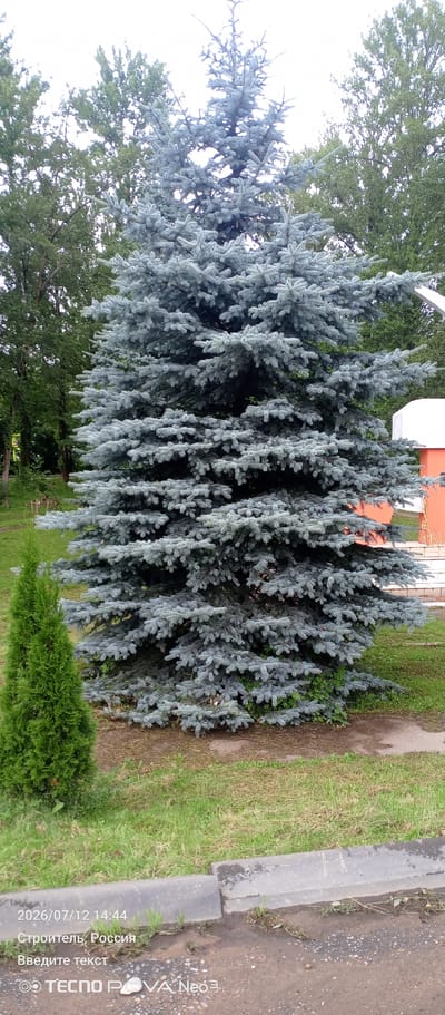 A tall, mature blue spruce tree dominates the center of the frame, its branches laden with blue-green needles. To the left of the spruce, a smaller, conical evergreen tree stands, its vibrant green needles creating a stark contrast. The trees are situated on a grassy area, with a concrete curb and a dirt path visible in the foreground. Behind the spruce, a portion of an orange and white structure can be seen. The background consists of a dense line of green deciduous trees, suggesting a park or natural setting within the city of Stroitel', Russia. The image is dated 2026/07/12 at 14:44.
