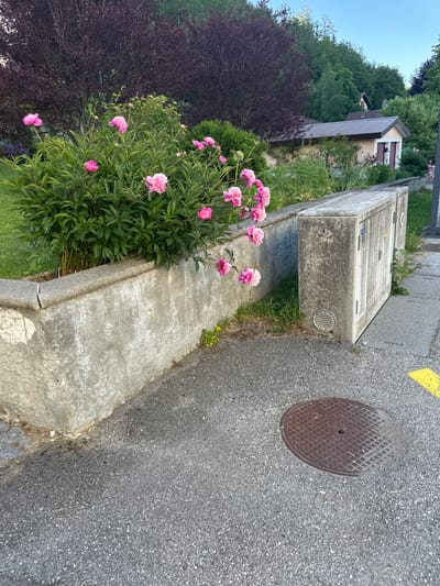 A medium shot captures a quaint scene in Le Sentier, Switzerland, bathed in the soft light of early morning or late afternoon. The primary subjects are a cluster of vibrant pink peonies, their delicate petals unfurling against a backdrop of lush greenery. These flowers are strategically planted along the edge of a weathered concrete structure, possibly a raised planter or a wall bordering a pathway.
To the right of the flowers, a grey asphalt road stretches into the distance, marked by a bright yellow painted line. A circular, dark brown metal manhole cover with a diamond pattern is embedded in the road, suggesting an urban or semi-urban environment. Adjacent to the road and the concrete structure, a section of a building is visible, featuring a brown-tiled roof and beige walls. Behind the building, a dense forest of green trees rises, creating a natural boundary and adding depth to the scene.
The overall mood is serene and tranquil, evoking a sense of peaceful coexistence between nature and human infrastructure. The flowers add a touch of natural beauty and color, contrasting with the more utilitarian elements like the road and the concrete structure. The clear sky, visible in the upper left corner, suggests fair weather. No people are visible in the frame, focusing the viewer's attention on the landscape and its components. The image appears to be a snapshot taken during a leisurely walk, capturing a moment of natural beauty within a settled environment.