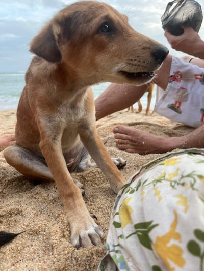 A close-up, low-angle shot shows a light brown puppy on a sandy beach, looking up and to the left with its mouth slightly open. The puppy's paws are extended, with one paw resting on the sand near the right edge of the frame and its front legs supporting its body. The puppy's fur is a mix of tan and lighter brown.

In the background, two people are partially visible. On the left, a person is holding a black plastic bag. The person's legs are bare, and they are wearing white shorts with a repeating pattern of cartoon-like birds. To the right of this person and behind the puppy, another person's bare feet are visible, with one foot resting on the sand. A portion of a person's leg, also bare, is visible on the far right of the frame. A patterned fabric, possibly a sarong or skirt with yellow flowers and green leaves, is draped over the person on the right.

The setting is a beach, with sand covering the ground. The ocean and a cloudy sky are visible in the background on the left side of the image. The lighting suggests it is daytime, possibly overcast or late afternoon, given the soft light. The overall mood appears relaxed and casual, suggesting a day at the beach. The puppy's expression is curious and engaged. There is no visible text in the image.