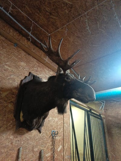 The scene depicts the interior of a structure located in Gorka, Russia. A taxidermied moose head is mounted on a dark wooden plaque on an oriented strand board (OSB) wall, occupying the left-center of the frame. The moose head features dark brown fur, visible glass eyes, and large, multi-tined palmate antlers. The ceiling, also constructed from OSB, has visible wooden support beams and is strung with white, possibly decorative, string lights. Below the moose head, a dark metal hook with an attached chain hangs on the wall. Two wooden staffs or poles are leaning against the OSB wall at the bottom left. To the right, a partial view of a dark, likely metal, grated or barred door is visible. Above this door, a light blue industrial ventilation duct runs horizontally along the wall, and a light-colored, bone-like object, possibly skeletal remains, is mounted nearby. A strong light source from the right side of the frame creates a bluish glare across the upper right section of the image.