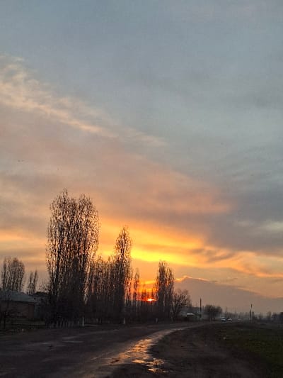 A striking sunset fills the sky with vibrant hues of orange, yellow, and peach. Silhouetted trees stand starkly against the fiery backdrop. A road, reflecting the golden light, runs alongside the trees. The sky transitions from colorful streaks near the horizon to a muted gray in the upper left corner. The scene evokes a sense of calm and natural beauty.