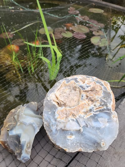 In an outdoor setting in Idar-Oberstein, Germany, two raw, cut pieces of agate or chalcedony are prominently displayed on a dark wooden surface. The larger stone, positioned on the right, is an irregular nodule fragment exhibiting exposed light blue-grey and white banded patterns with significant areas of orange-brown matrix and rough crystalline texture. The smaller, irregularly shaped piece on the left showcases distinct, angular, light blue-grey and white banding. Both stones rest upon a fine black mesh net, which also extends across the background over a body of water. This water body, likely a pond or ornamental pool, features multiple green and reddish-brown lily pads floating on its surface. Visible through the net in the water on the left are several orange-colored fish, consistent with goldfish or koi. Green reeds or grass-like plants emerge from the water or its edges, especially on the left. A green cord or rope is interwoven with the black netting in the upper middle section. The scene is brightly illuminated by natural daylight, with minimal shadows.