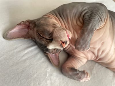 This media file shows a close-up, high-angle shot of a hairless cat, likely a Sphynx breed, sleeping on a white, textured surface, possibly a bed or blanket. The cat's skin displays a combination of pale pink and grey tones, with visible wrinkles, particularly on its back and head. Its eyes are closed, and its mouth is slightly open, revealing a pink tongue. The cat's large ears are prominent, with one ear folded and the other extending outwards. Its paws are tucked in towards its body, in a relaxed sleeping posture. The lighting appears soft and natural, suggesting it could be daytime, but no specific time can be determined. There are no visible text elements in the image. The overall mood conveyed is one of deep sleep and comfort. The location context provided is Barysaw, Belarus.