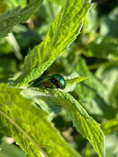 Two metallic green beetles are perched on a vibrant green leaf. The beetles are positioned one atop the other, with the lower beetle partially obscured by the upper one. The leaves are fuzzy and have a serrated edge, typical of many plant species. The background is a blur of green foliage, indicating a natural outdoor setting. The lighting suggests it is daytime, with sunlight highlighting the iridescent sheen of the beetles' exoskeletons and the textured surface of the leaves. The scene appears to be a close-up macro shot, focusing on the small details of insect life within a garden or natural area. The city of Сям-Можга, Russia, is known for its natural landscapes, including forests and fields, making this observation plausible in such an environment.