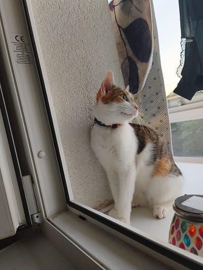 A calico cat with white, orange, and brown markings sits on a windowsill. The cat is wearing a black collar with a red tag. The windowsill is white and appears to be part of a modern window frame. To the left of the cat is a white textured wall. To the right of the cat, a colorful glass object, possibly a candle holder, is visible. In the background, a window shows a blurred view of trees and the sky. A patterned cloth is hanging near the window. A label with the CE mark and text in Czech is attached to the window frame. The scene appears to be indoors, likely in an apartment, possibly in the city of Most, Czechia, given the label's origin.