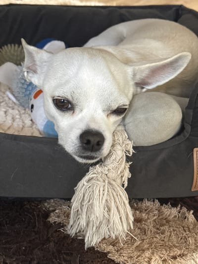 A close-up, slightly angled, indoor shot features a light-colored dog with short fur, likely a Chihuahua mix, resting in a dark-colored pet bed. The dog's head is tilted slightly, with one eye open and the other partially closed. The dog has a black nose and light pink visible in the open ear. The dog is surrounded by various toys, including a soft ball, a rope toy with a fringed end, and a plush toy. The bed itself is situated next to a brown, shag-style rug. No people are visible in the image. There is no evidence to indicate the location is Mechkarevo, Bulgaria.