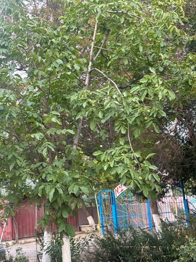 This image captures a view of a walnut tree with green walnuts, situated in the city of Batken, Kyrgyzstan. The tree is in the foreground, its branches filled with lush green leaves and developing walnuts. In the background, a section of a colorful playground fence with blue bars and decorative elements is visible, along with a red wall and some dense green bushes. The overall scene depicts an outdoor environment, possibly a park or a yard, with elements of nature and recreational facilities.