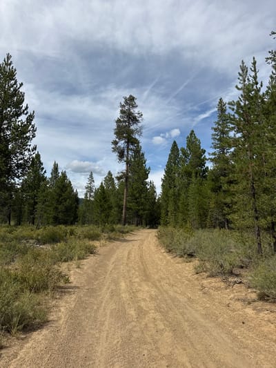 This image depicts a natural, unpopulated landscape within a forested area, consistent with terrain found near Three Rivers, United States. A light brown, unpaved dirt road with visible tire tracks extends from the foreground, curving gently towards the right and receding into the mid-ground. Dense coniferous trees, primarily pines, line both sides of the road, forming a thick forest. The undergrowth along the road's edges consists of various low-lying green and brownish-green shrubs and sparse dry grasses. The sky above is partially overcast with a mix of white and light grey clouds, revealing sections of blue sky. Faint, parallel contrails are present in the upper right quadrant of the sky. No individuals, animals, vehicles, or man-made structures are visible within the frame. The scene is illuminated by natural daylight.