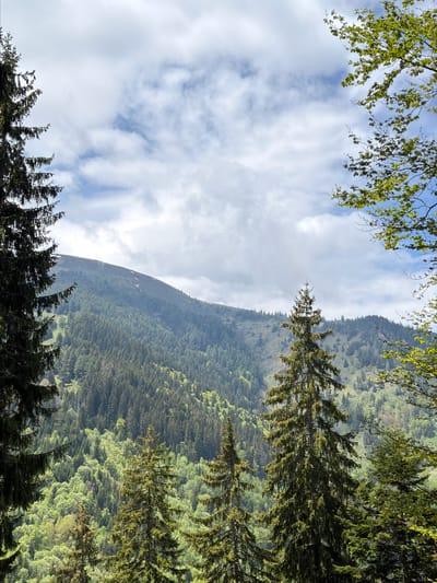 The image shows a mountain landscape in the area of Рилски манастир, Bulgaria. The view is framed by trees in the foreground, with evergreen trees on the right and deciduous trees on the top left and bottom center. A mountain covered in dense forest is visible, partially obscured by clouds. The sky is mostly cloudy.
