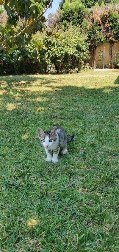 A young kitten with white and gray tabby markings lies on a lush green lawn in Nέα Σάντα, Greece. The kitten has bright green eyes and is looking upwards, with its front paws splayed out in front of it. Its tail is visible behind it. The grass is illuminated by dappled sunlight, casting shadows from unseen foliage. In the background, there is dense green shrubbery and a portion of a light-colored wall, suggesting a garden or backyard setting. The scene evokes a peaceful and playful atmosphere, likely during daytime with fair weather. No text is visible in the image.