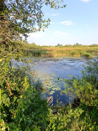 This image depicts a natural landscape scene, likely in or near the village of Grigoryevka, Russia, characterized by a body of water bordered by lush vegetation and tall grasses under a clear blue sky with scattered white clouds. In the foreground, dense green foliage, including leafy branches and various plants, partially obstructs the view. The water, a deep blue, is speckled with numerous small dark objects and features lily pads scattered across its surface. Beyond the water, a wide expanse of tall, dry reeds or grasses forms a prominent horizon, transitioning into a line of trees in the distance. The lighting suggests it is daytime, with sunlight illuminating the scene and casting subtle shadows. There are no people or animals visible in the frame, and no discernible man-made structures.