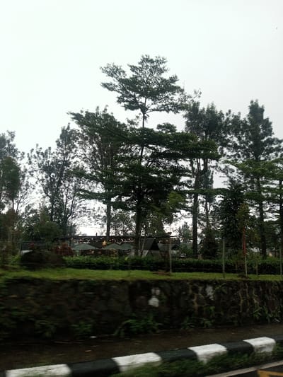 A row of tall, green trees stands against a gray sky. Behind the trees, a building with several dark umbrellas is visible. In front of the trees, a short stone wall extends across the foreground, covered in green moss and small plants. At the very bottom of the image, a guardrail with alternating black and white stripes. The scene appears overcast and tranquil.