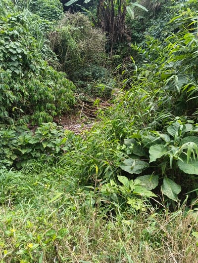 A dense thicket of green vegetation engulfs the scene. The ground is obscured by layers of grasses, broad-leafed plants, and slender, bamboo-like stems. A small ravine or gully cuts through the foliage, filled with debris and fallen branches. Taller trees and shrubs form a backdrop, adding to the impression of an overgrown, untamed landscape. Light filters unevenly through the canopy, creating patches of brightness and shadow.