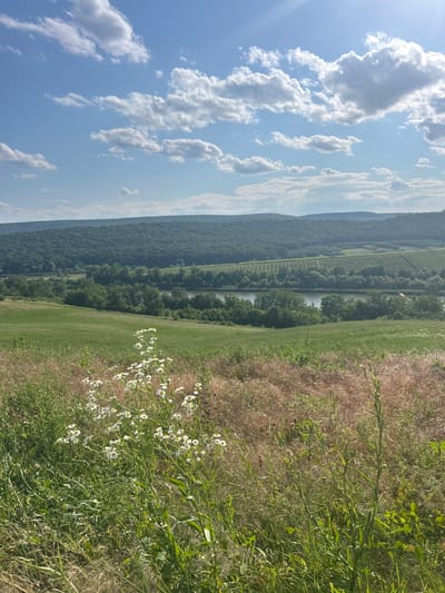 An exterior, medium-shot, eye-level, portrait-oriented photograph captures a serene landscape in the vicinity of Ulmu, Moldova. The scene is dominated by rolling hills covered in lush green grass, with a cluster of small white flowers blooming in the foreground. In the mid-ground, a river meanders through a valley lined with trees, and a vineyard is visible on the hillside opposite the river. Further in the distance, more tree-covered hills recede into the horizon. The sky above is a brilliant blue, dotted with fluffy white clouds, and the sun shines brightly, casting a gentle light on the landscape. There are no people or animals visible in the image. The overall impression is one of natural beauty and tranquility, a characteristic vista of the Moldovan countryside.
